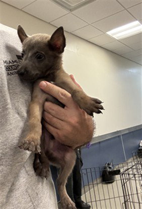 BENJI, a dog for adoption from Miami Dade Animal Services