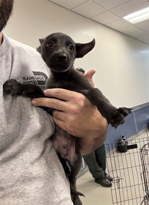 ASHER, a dog for adoption from Miami Dade Animal Services
