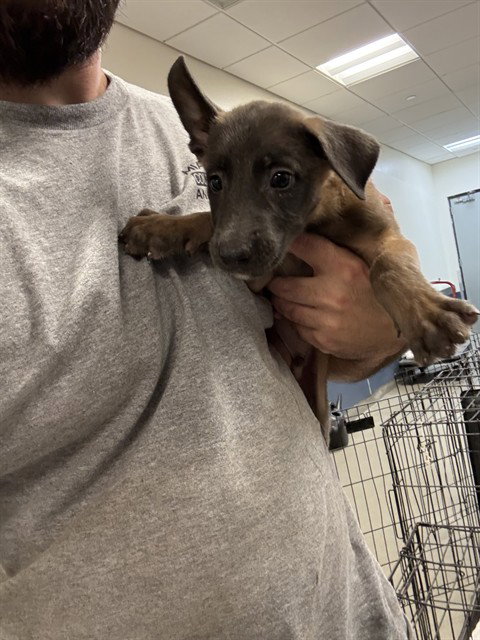 COLT, a dog for adoption from Miami Dade Animal Services