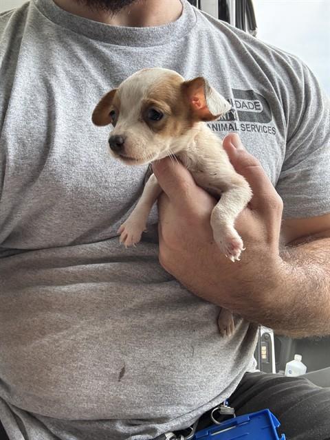 CINDY, a dog for adoption from Miami Dade Animal Services