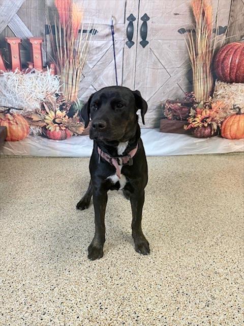 DREWSILLA, a dog for adoption from Miami Dade Animal Services