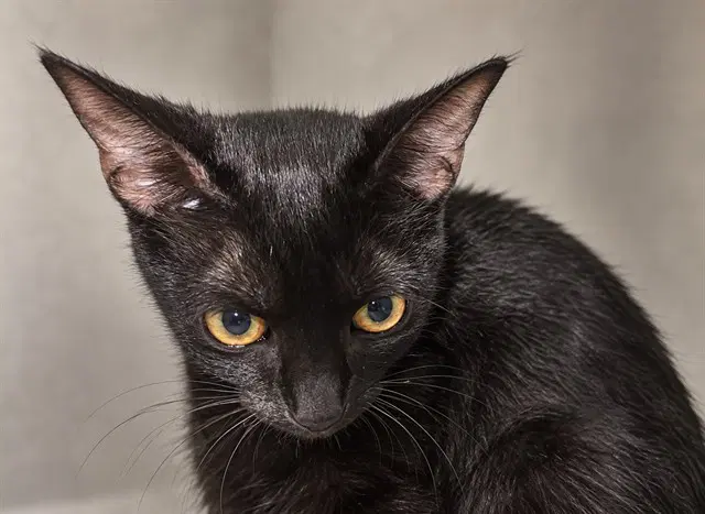 Midnight - Domestic Short Hair
