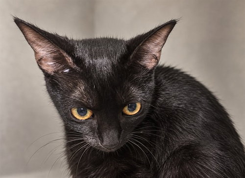 MIDNIGHT, a cat for adoption from Miami Dade Animal Services