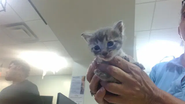 Lily - Domestic Short Hair