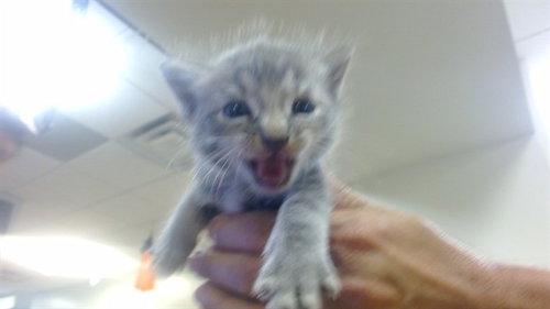 MAX, a cat for adoption from Miami Dade Animal Services