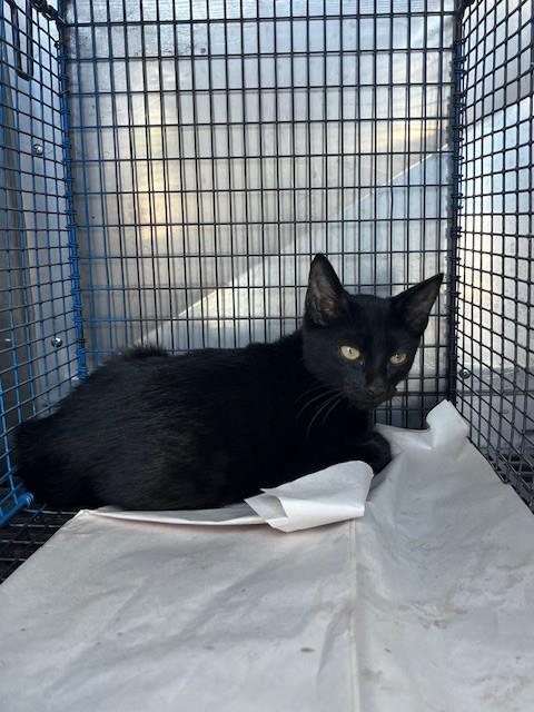 MAX, a cat for adoption from Miami Dade Animal Services