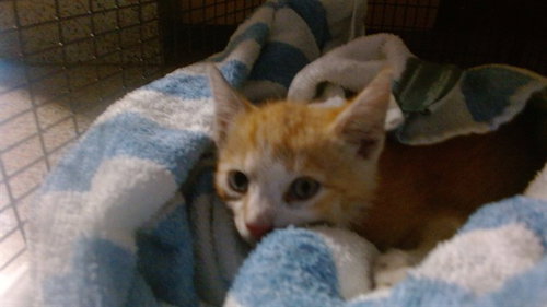 ANGEL, a cat for adoption from Miami Dade Animal Services