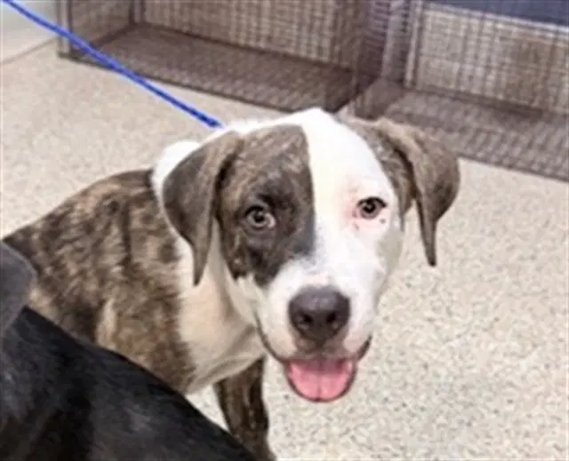 Jerry - American Pit Bull Terrier