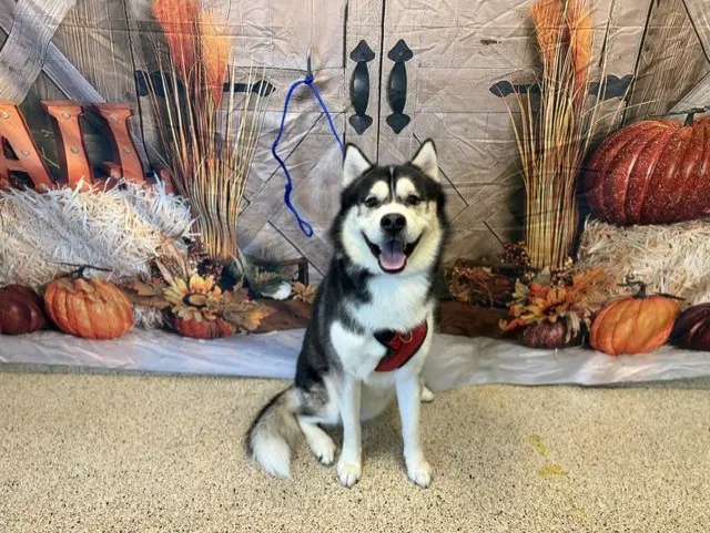 Aries - Siberian Husky