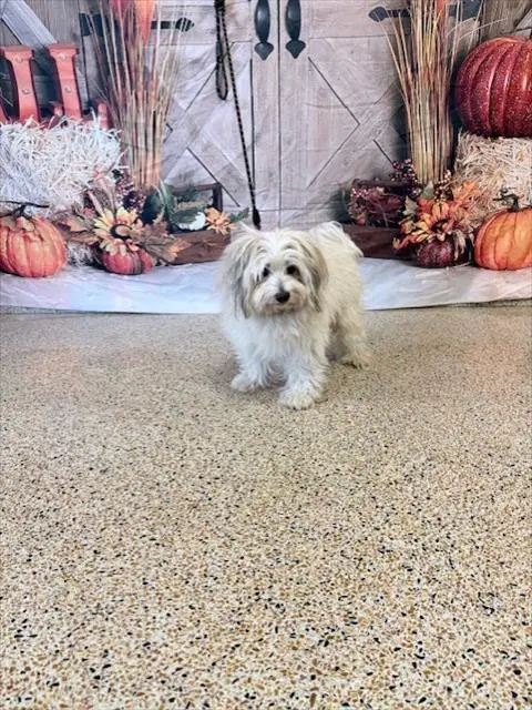 Max - Maltese