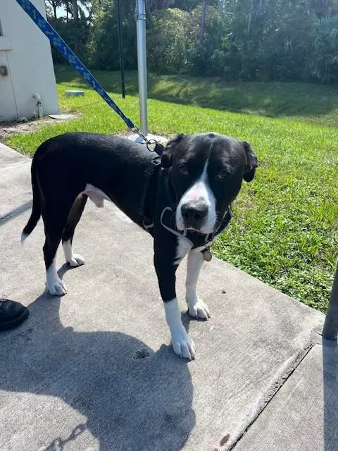 Max - American Bulldog
