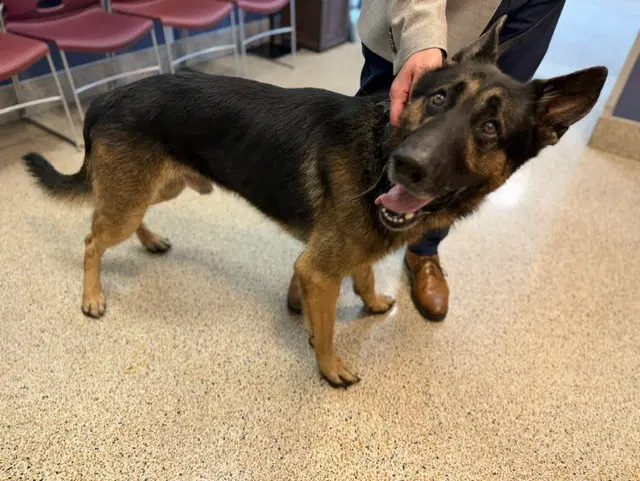 Ash - German Shepherd Dog