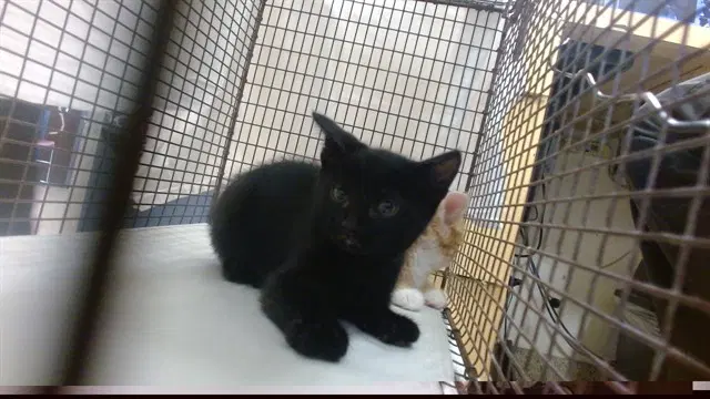 Tom - Domestic Short Hair