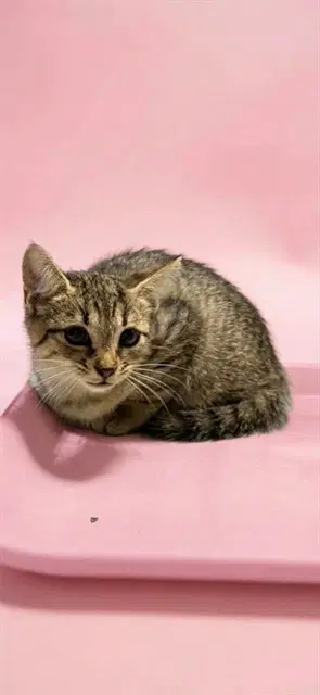 Marlene - Domestic Short Hair