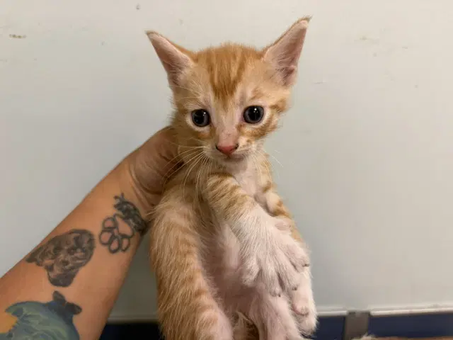 Miko - Domestic Short Hair