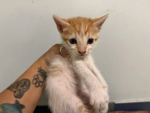 Mano - Domestic Short Hair