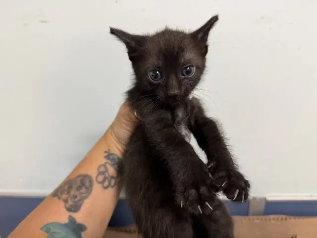 Kano - Domestic Short Hair
