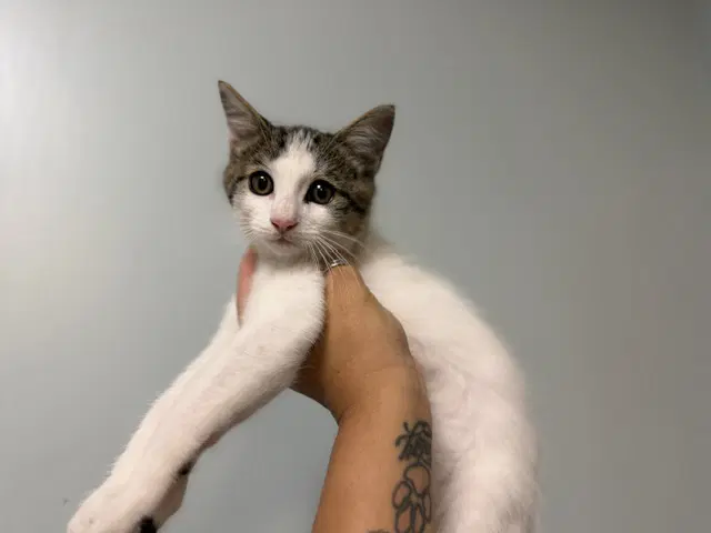 Cookielishous - Domestic Short Hair