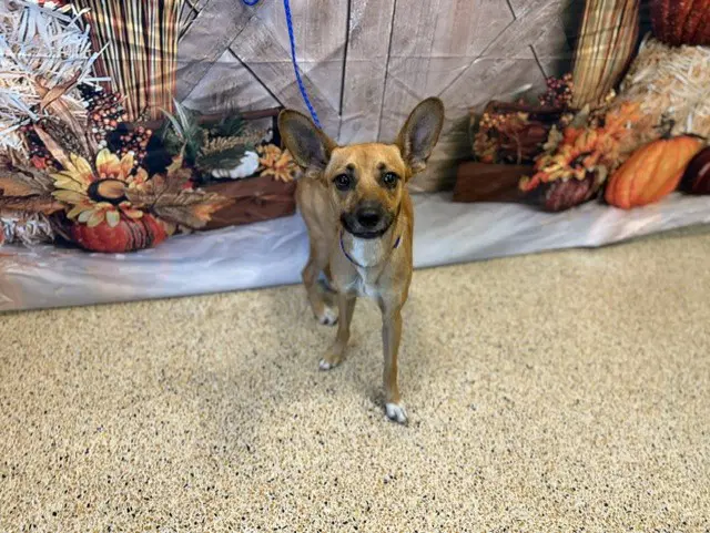 Odin - Chihuahua