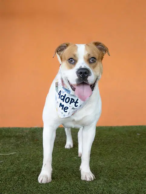 Benny - American Bulldog