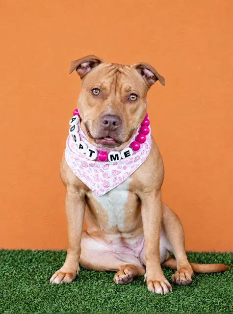 Ginger - American Staffordshire Terrier