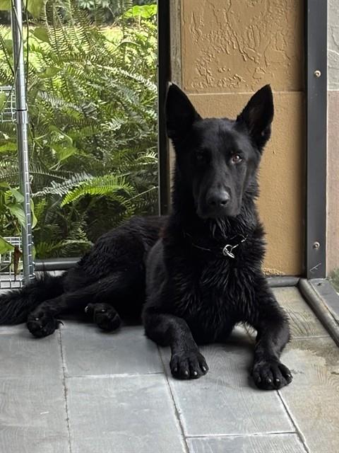 Onyx