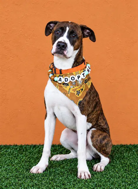 Toro - Boxer