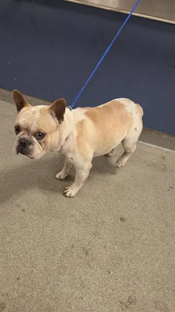 Shwam - French Bulldog