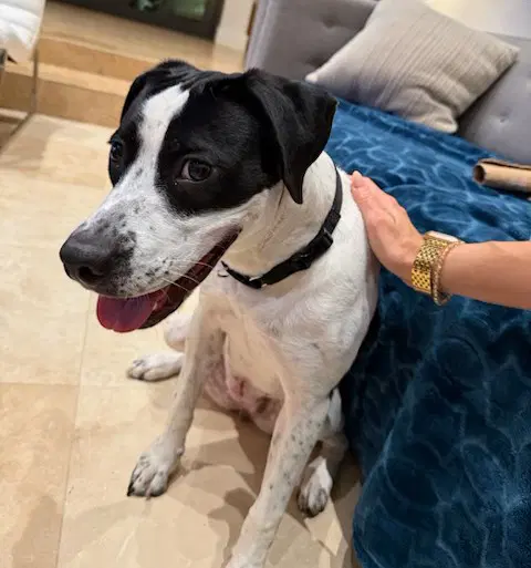 Kyla - Terrier
