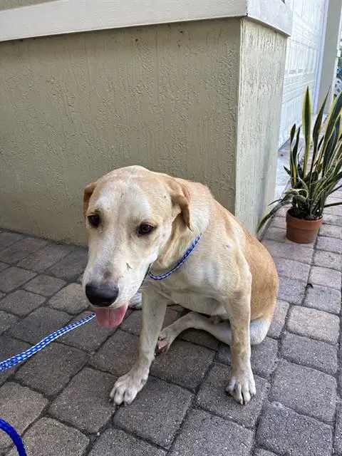 Buddy - Labrador Retriever