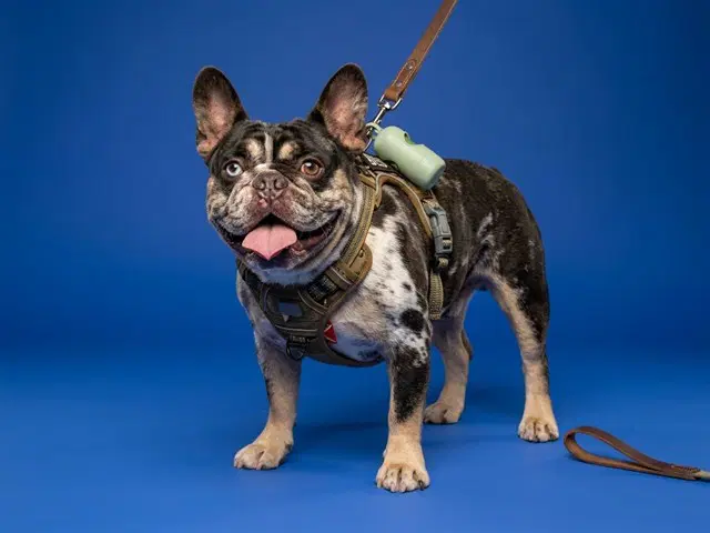 Dexter - French Bulldog