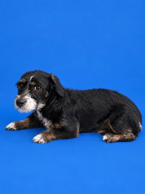 Pebbles - Rat Terrier