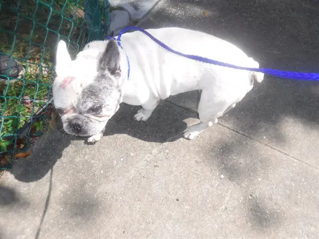 Nash - French Bulldog