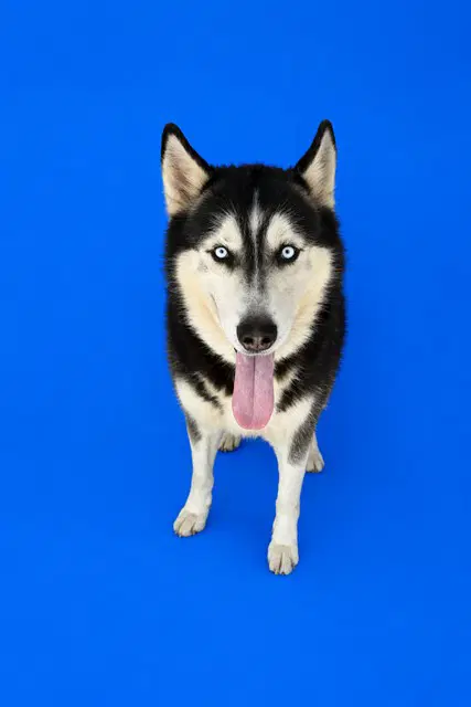 Major - Siberian Husky