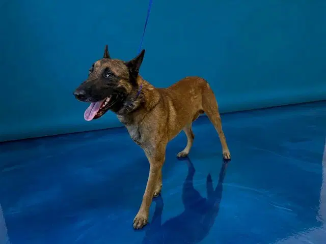 Rex - Belgian Shepherd Malinois