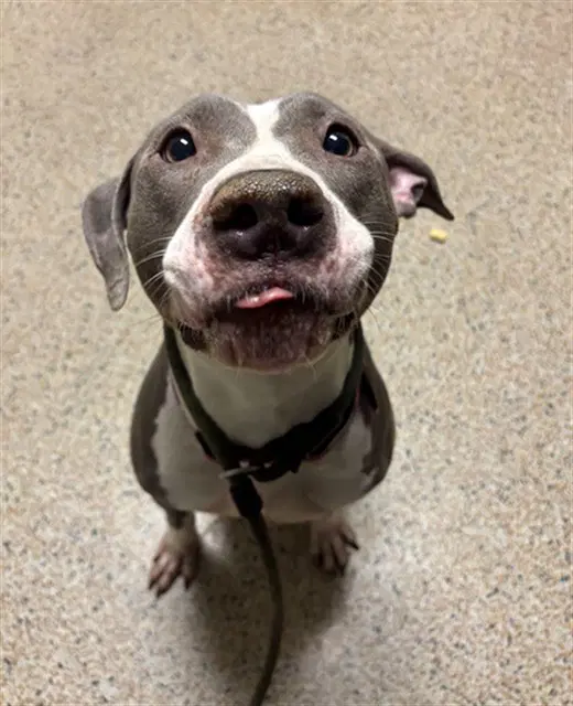 Apples - American Bulldog