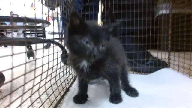 Jhonny image 1