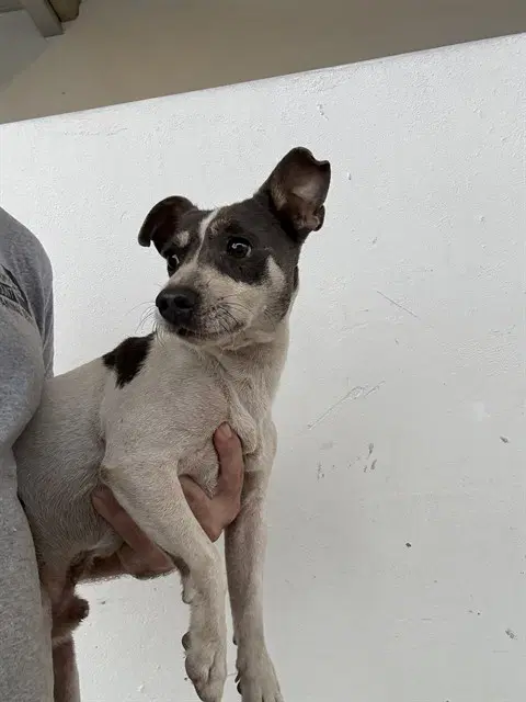 Liam - Rat Terrier