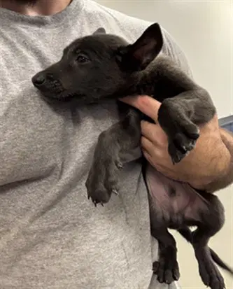 Elio - Belgian Shepherd Malinois