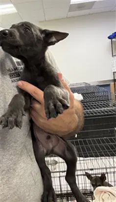 Abigail - Belgian Shepherd Malinois