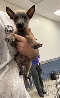 Noah - Belgian Shepherd Malinois