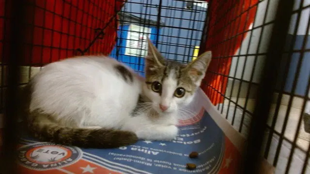 Snickers image 1