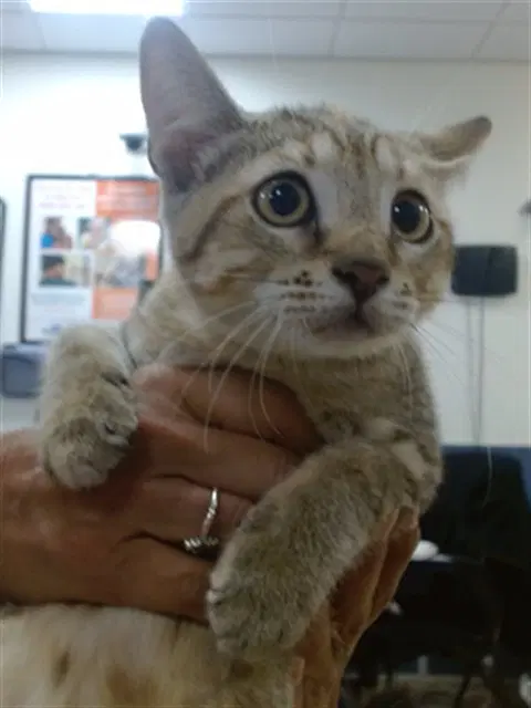 Mortitia image 1