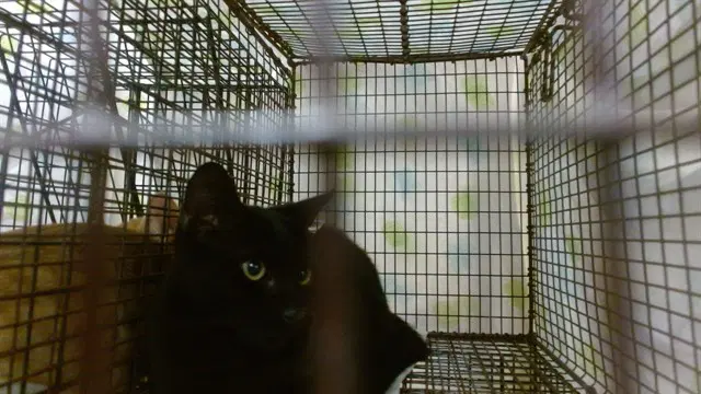 Bean - Domestic Short Hair