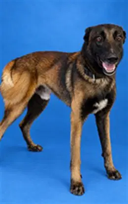 Marlo - Belgian Shepherd Malinois