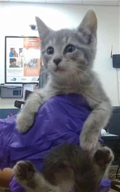 Blossom - Domestic Short Hair
