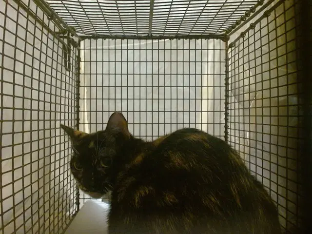 Aria - Domestic Short Hair