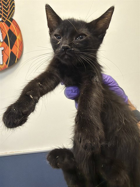 CAT 1