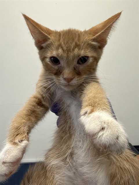 CAT 2