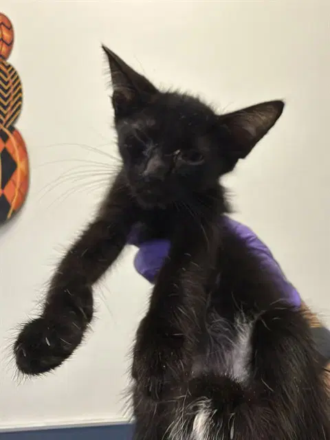 Cat - Domestic Short Hair